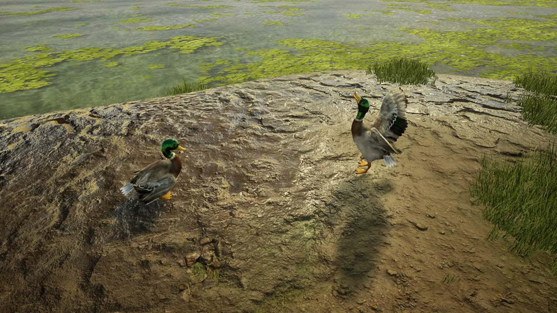 图片[1]-[Switch游戏]兽医 Animal Doctor-梦境潮玩